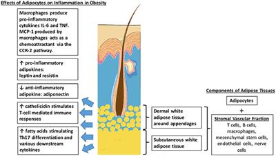 An Update on the Role of Adipose Tissues in Psoriasis